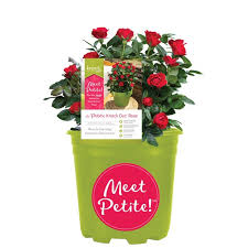 Pick a spot where your knock out roses will get 6 to 8 hours of sun per day. Knock Out Petite Rose Live Shrubs With Fire Engine Red Blooms And Rich Green Foliage 1 5 Gallon Walmart Com Walmart Com