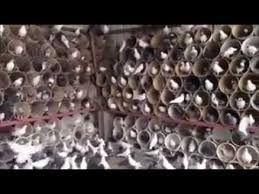 Gordugunuz En Degisik Kumes Tasarimi Guvercin Kumesleri Youtube