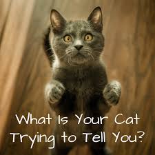 What Your Cat S Behaviors Body Language And Sounds Mean Pethelpful