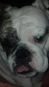 Check spelling or type a new query. Lola Girl The Mini English Bully Home Facebook