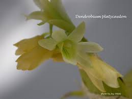 Image result for Platycaulos