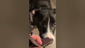 Mr. Roger ready for morning training.