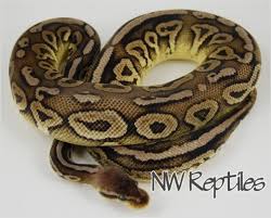 Maybe you would like to learn more about one of these? Northwest Reptiles Cinnamon Pewter Ball Python Description And Photos Ball Python Breeder
