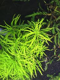 Image result for Pogostemon aquaticus