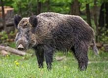 Lusty expose son trempage humide de trempage pour baise hardcore. Wild Boar Wikipedia