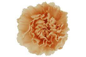 Pin On Shop For Wholesale Bulk Fresh Flowers
