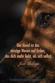 Die beziehung eines menschen zu seinem hund ist einzigartig. 290 Hundespruche Ideen Hundespruche Spruche Tiere Hund Zitat