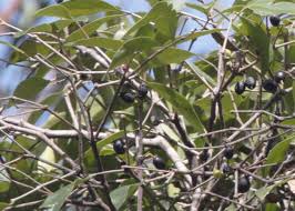 Image result for Dictyophleba