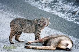 Bobcat attacks on humans have surged this year, chiefly due to rabies in the feline species, which is considered rare by experts. Bobcat Kills Deer In Road While Driver Watches Deer And Deer Hunting