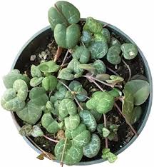 Image result for Ceropegia circinata