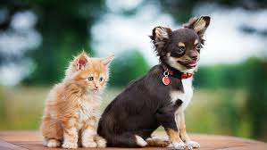 Black and tan chihuahua puppy. Tan Chihuahua Puppy Hd Wallpapers Free Download Wallpaperbetter