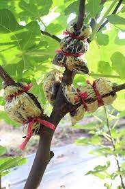 Grafting fruit trees successfully can be achieved easily if you practice the fine points of the grafting techniques shown in this video. Growing Plants By Air Layering Grafting Plants Growing Fruit Trees Propagating Plants