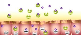 Salumi, insaccati, carne in scatola tra gli altri alimenti ricchi di istamina troviamo spezie, crauti, pomodori in scatola, legumi, uova, lievito, tofu e. Dott Ssa Valentina Fratoni Nutrizionista Giugno 2018