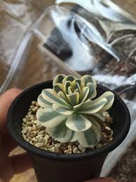 美空鉾とビアポップ 多肉の葉が反ってしまう 多肉植物とチョコレート