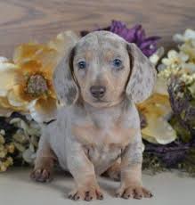 Maybe you would like to learn more about one of these? Pin On Miniature Dachshunds