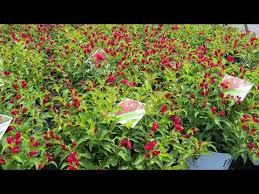 Weigela florida sonic bloom® red is a striking deciduous shrub noted for its long blooming season. Weigela Sonic Bloom Red Striking Easy To Grow Proven Winners Selection Lipstick Red Blooms Youtube