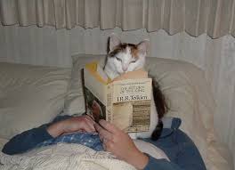 Now That S What I M Tolkien About Cat Reading Cats I Love Cats