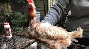 Maybe you would like to learn more about one of these? Rescued Battery Hens Get Knitted Jumpers Bbc News