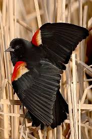 Sorry 410 Gone Black Bird Beautiful Birds Backyard Birds