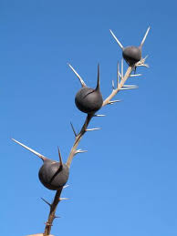 Image result for Acacia tenuispina