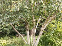 Click to see full answer. 11 Common Species Of Birch Trees