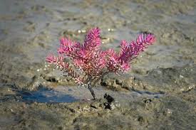 Image result for Suaeda