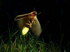 images?q=tbn:ANd9GcQ-lIddPoq9JwajpP6cLfw