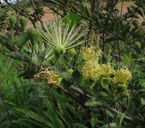 Image result for Maerua edulis