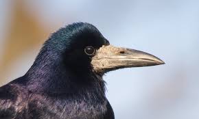By using our website you agree to our use of cookies in accordance with our cookie policy. Saatkrahe Foto Bild Tiere Wildlife Wild Lebende Vogel Bilder Auf Fotocommunity