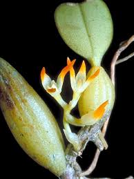 Image result for Bulbophyllum intertextum