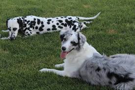 100 Black White Dog Names For Wonderful And Cute Dogs Hepper