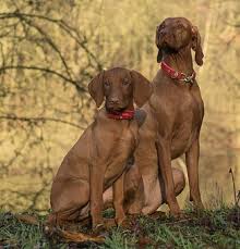 Maybe you would like to learn more about one of these? Vizsla Temperament Personality Canna Pet