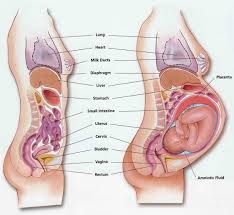 Pin On Pregnancy And Baby