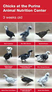 Black And White Speckled Chicken Name 2 To 3 Week Old Baby Chicks Baby Chicks Silkie Chickens Chickens