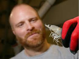 Shrimp farm produces prawns by the millions in land-locked Strathmore