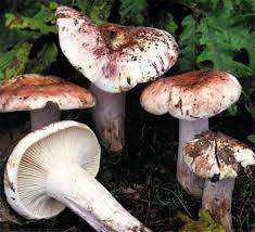 Image result for Russula polyphylla