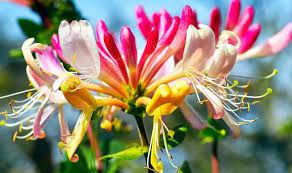 Only lightly prune plants until they are well established. When To Cut Back Honeysuckle Express Co Uk