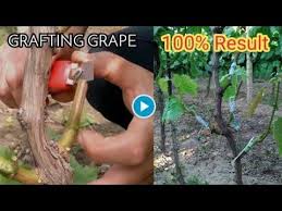 Image result for graft grape vines