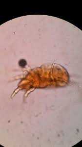 Image result for what do Cheyletiella look like in dog fur