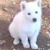 See more ideas about white german shepherd, german shepherd puppies, puppies. 3