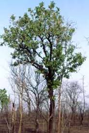 Image result for Pycnosphaera buchananii