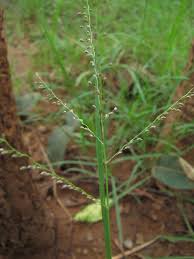 Image result for Digitaria