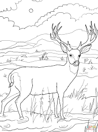 Realistic Line Drawings Google Search Deer Coloring Pages Baby Coloring Pages Coloring Pages