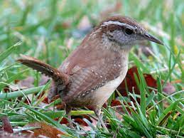 South carolina bird watching and feeding information. List Of Birds Of South Carolina Wikipedia