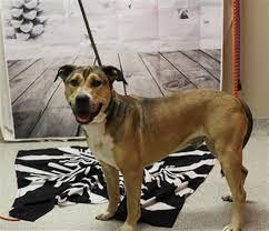 All Dogs Stanislaus County Animal Shelter Animal Shelter Adoption Animal Shelter Volunteer