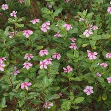 Image result for Catharanthus