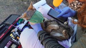 Catalina Island foxes nearly vanished. Now they’re a conservation success story