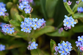 Media in category light blue flowers. 20 Blue Flowers For Gardens Perennials Annuals With Blue Blossoms