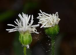 Image result for Adenostemma