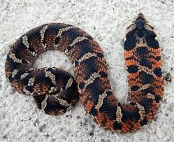 Western Hognose Snake Care Color Morphs And Natural History Hognose Snake Western Hognose Snake Snake